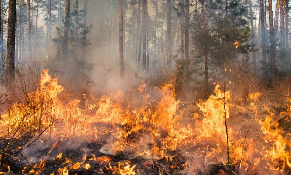 Balıkesir’de Orman Yangınına Müdahale Sürüyor