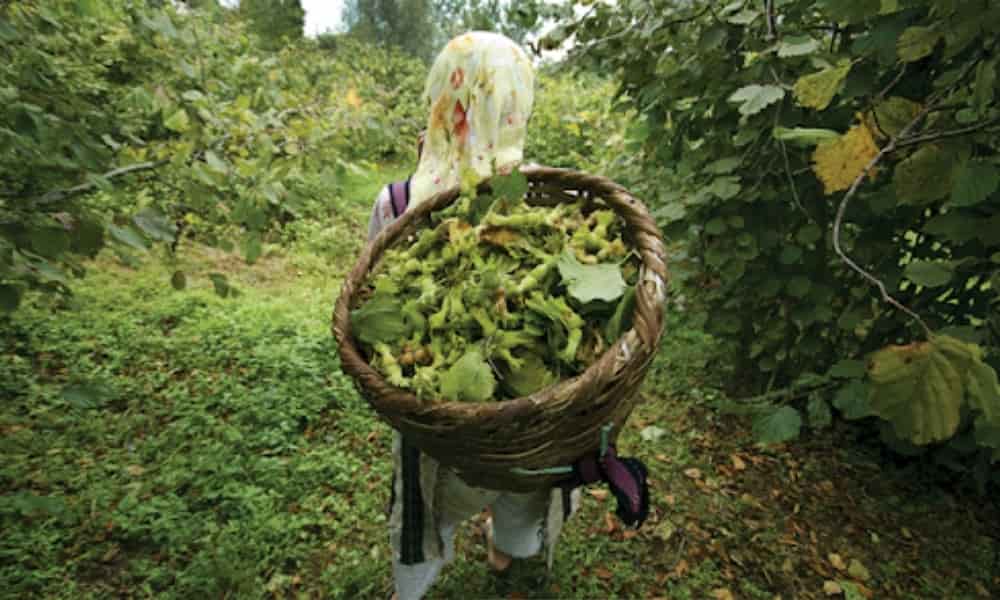 Trabzon’da Coğrafi İşaretli Foşa Fındığına Heykel Geliyor Trabzon’da Coğrafi İşaretli Foşa Fındığına Heykel Geliyor