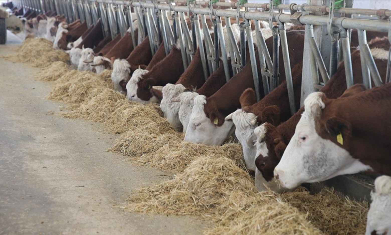 Devlet desteğiyle hayvan sayısını katladı