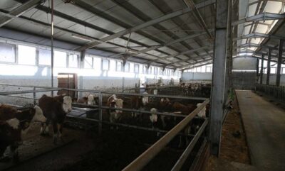 Devlet desteğiyle hayvan sayısını katladı